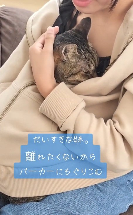 女の子のパーカーの中に入っている猫