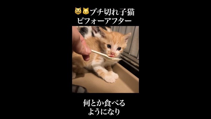 イカ耳