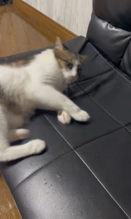 ソファーに横になる猫