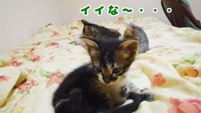 座る子猫