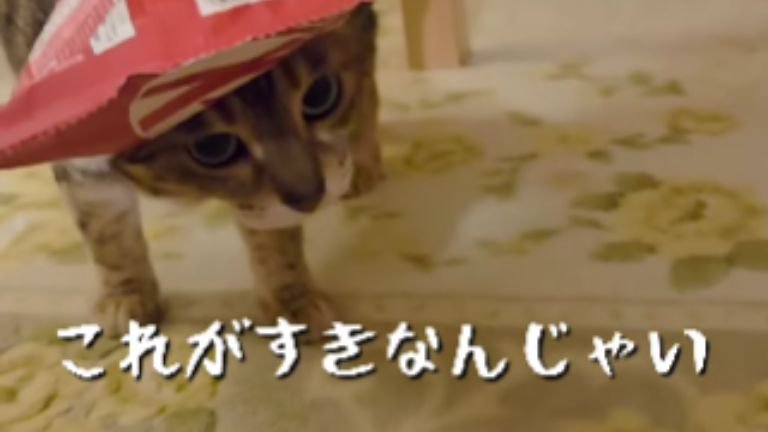 お菓子の袋を被っている猫