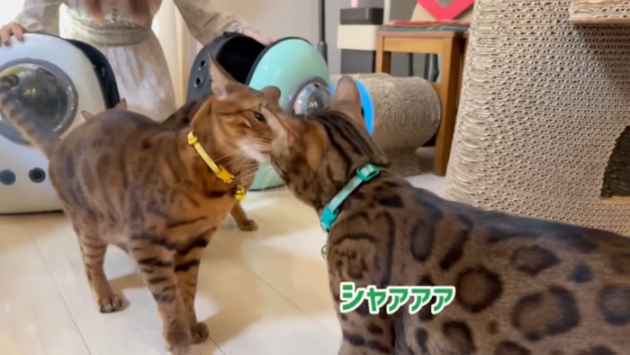 向かい合う2匹の猫