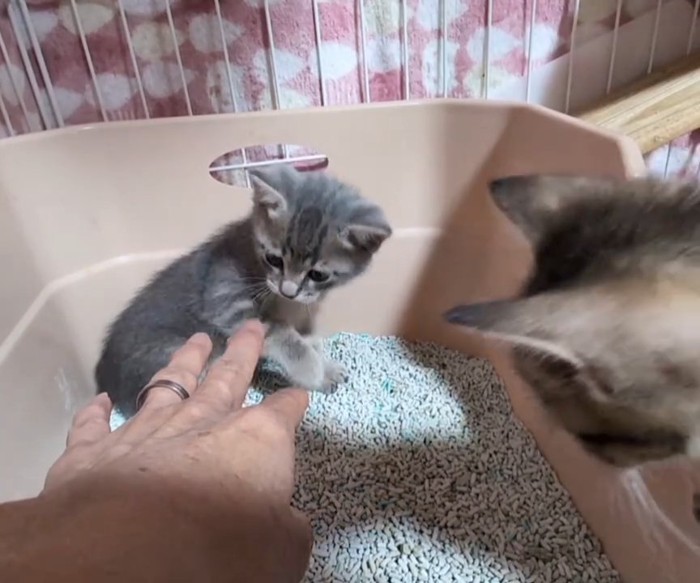 他の猫に見られる子猫