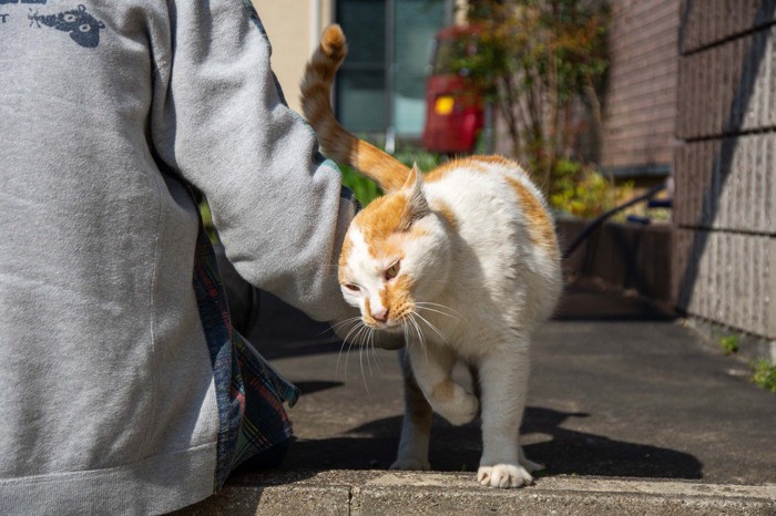 すり寄る猫