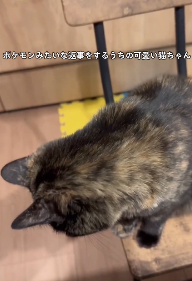 猫の後頭部