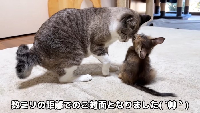 顔を近づける成猫と子猫