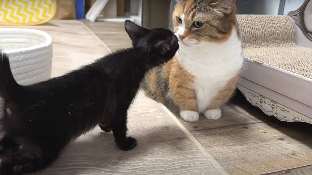 成猫と子猫の挨拶