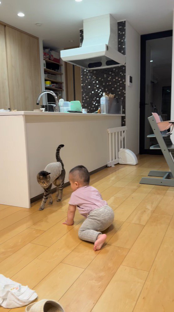 近くで赤ちゃんを見つめる猫