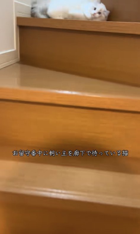 階段の途中で横になっている子猫