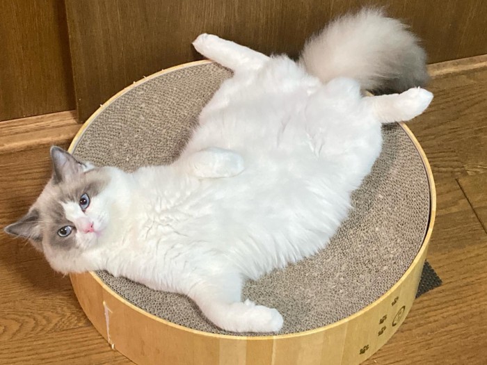 仰向けの猫