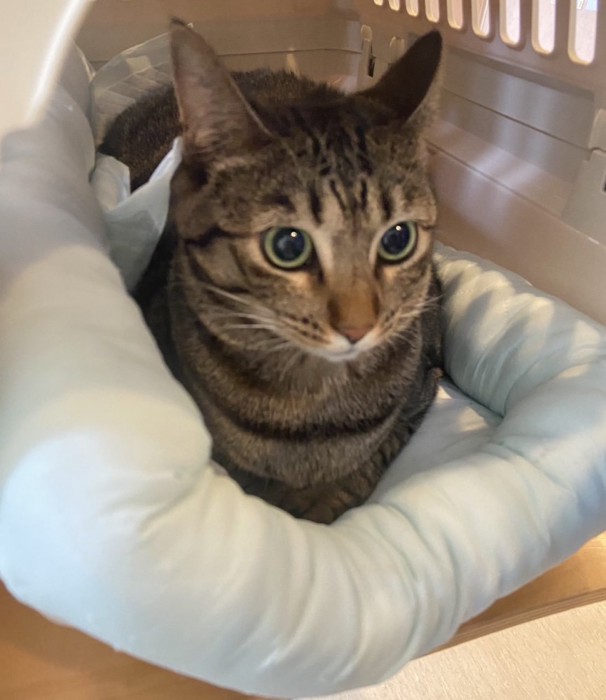 キャリーの中の猫