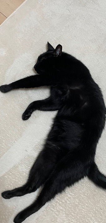 床に寝転がる猫