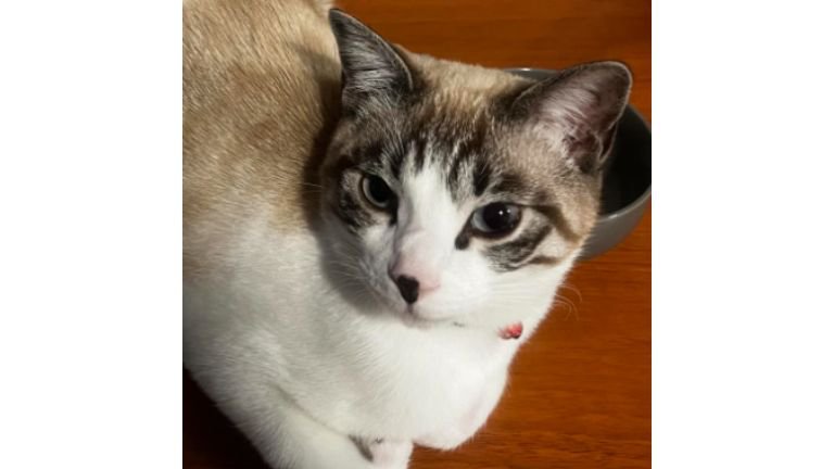 室内にいる猫