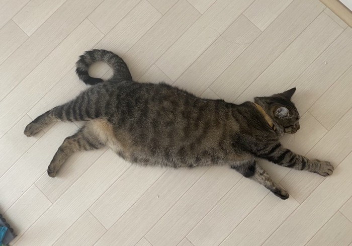 床に転がる猫