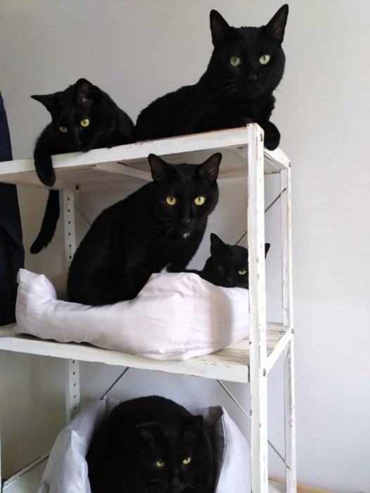 棚の上に座る5匹の猫