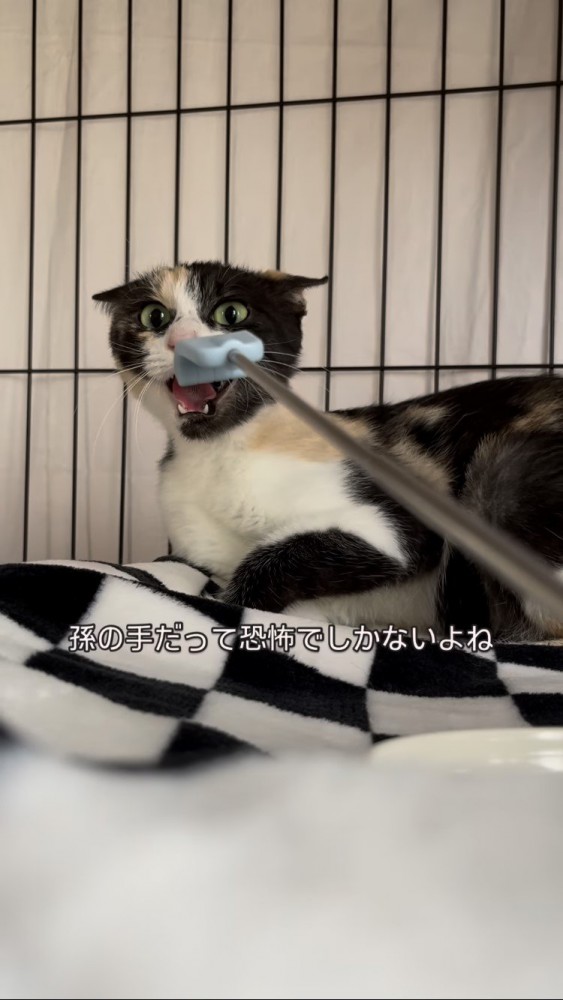 威嚇する三毛猫