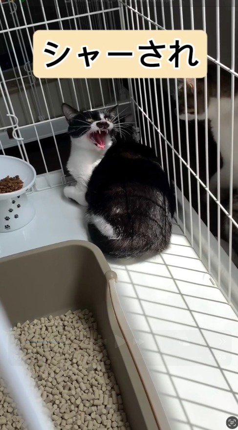 キジ白猫に威嚇するハチワレ猫