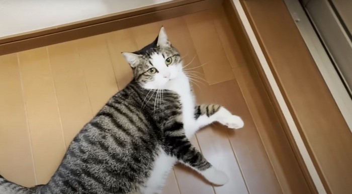 床に寝そべる猫