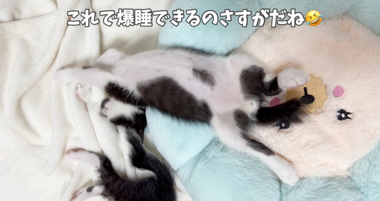 逆さまで眠るライくん