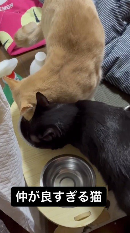皿に入った水を飲む2頭の猫