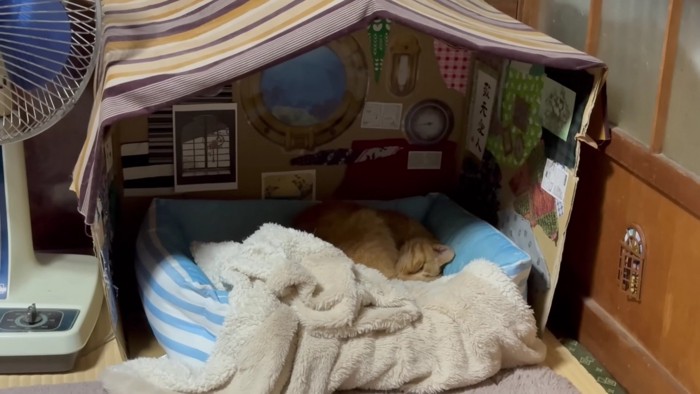 寝ている茶トラ