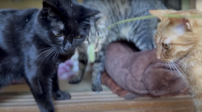 ねこじゃらしで遊ぶ黒猫と茶トラ猫