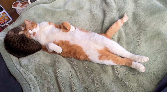 キジ白猫の体に頭を乗せて目を閉じている猫