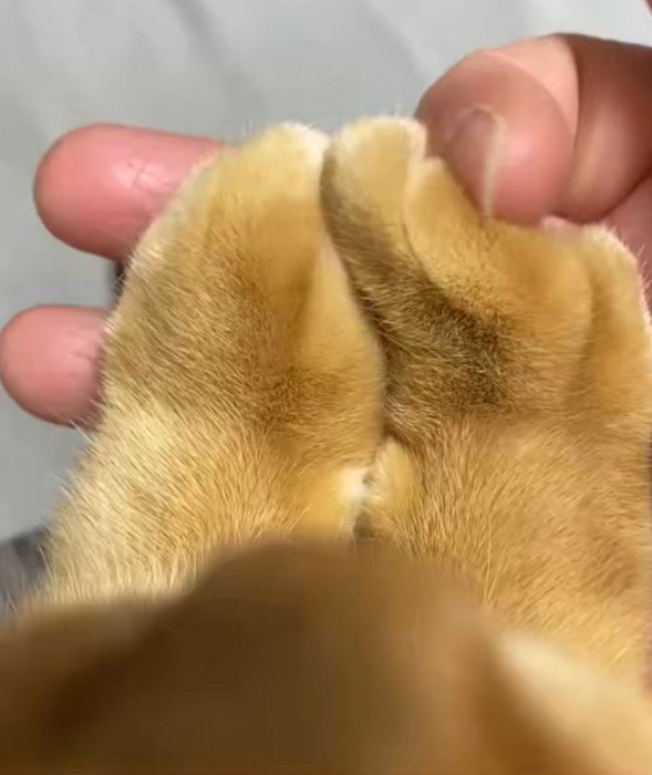 揃えられた猫の前足