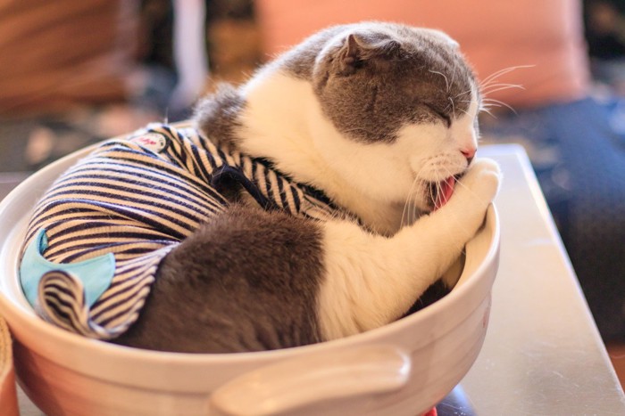 鍋の中で毛づくろいする猫
