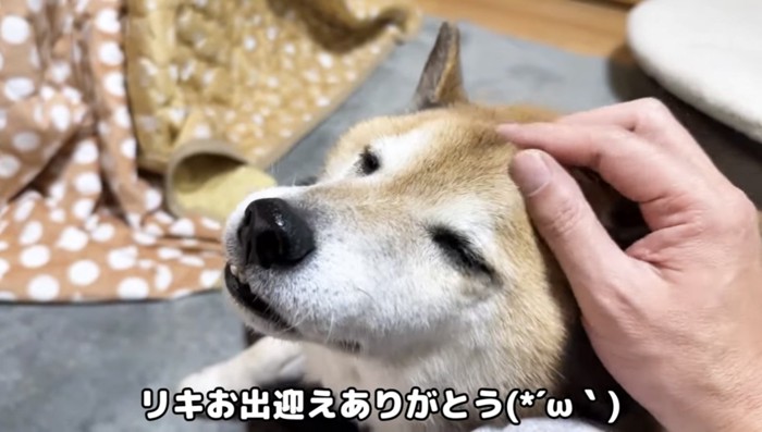 なでられる犬