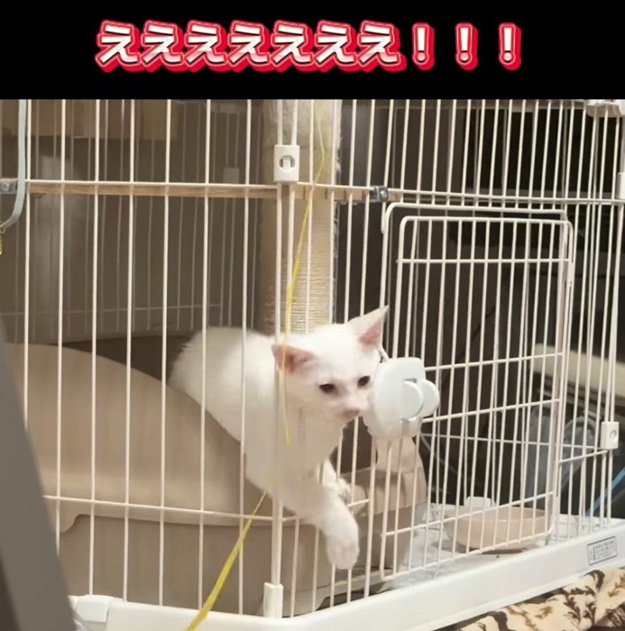 ケージの柵から顔を出す子猫