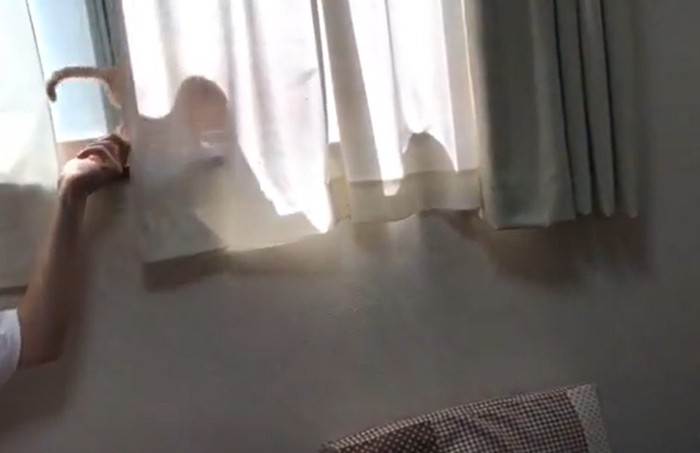 カーテンに映る猫の影