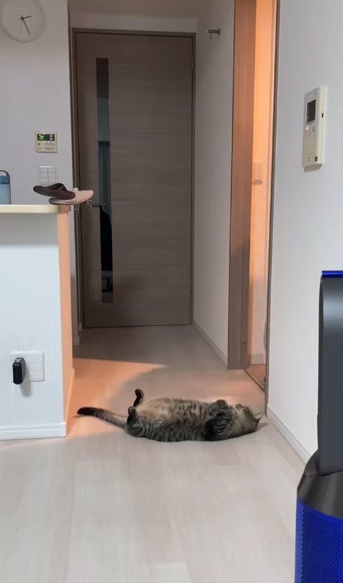 洗面所の前でひっくり返っている猫