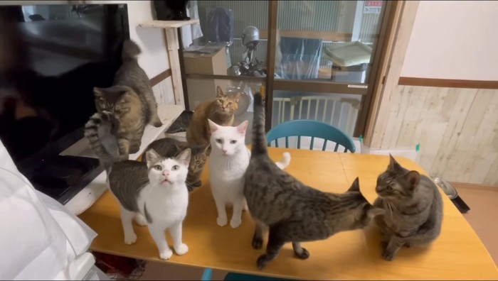 テーブルに乗るたくさんの猫