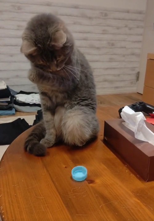 左手を曲げる猫