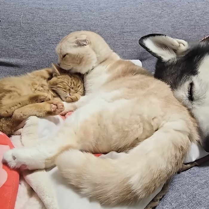 子猫の顔を舐める猫の写真