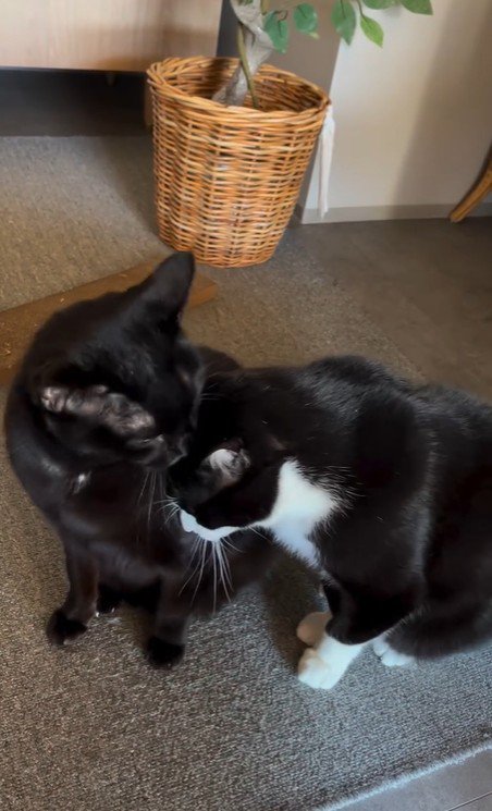 並んで座っている2匹の猫