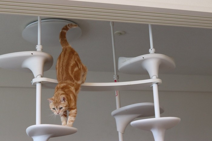 キャットタワーから下りる猫