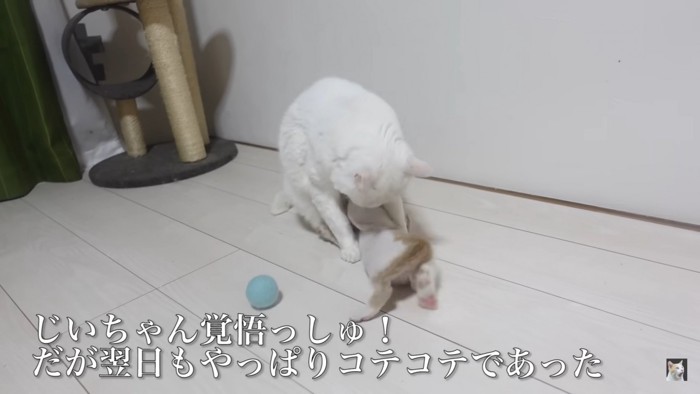 猫の下に入る保護子猫