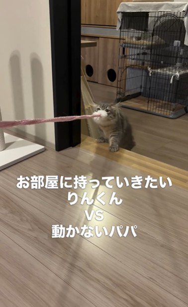 猫じゃらしを持っている猫