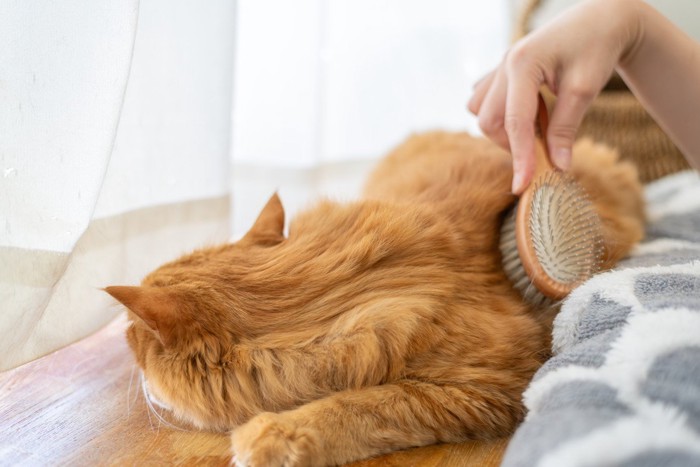 ブラッシングをしてもらう猫