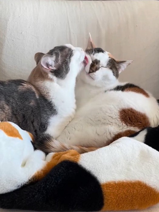 顔をなめられる猫