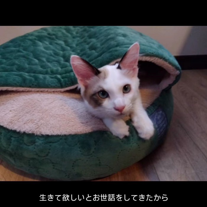 クッションの仲に入る猫