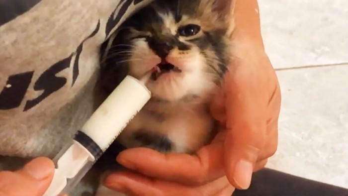 ミルクを飲む子猫