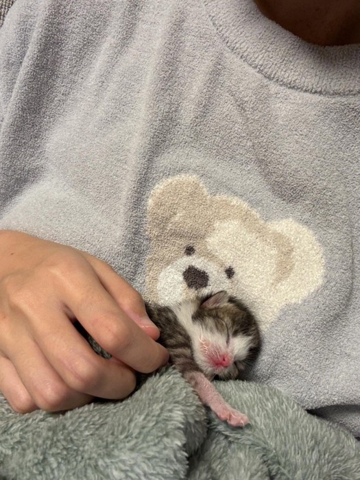 抱っこされる子猫