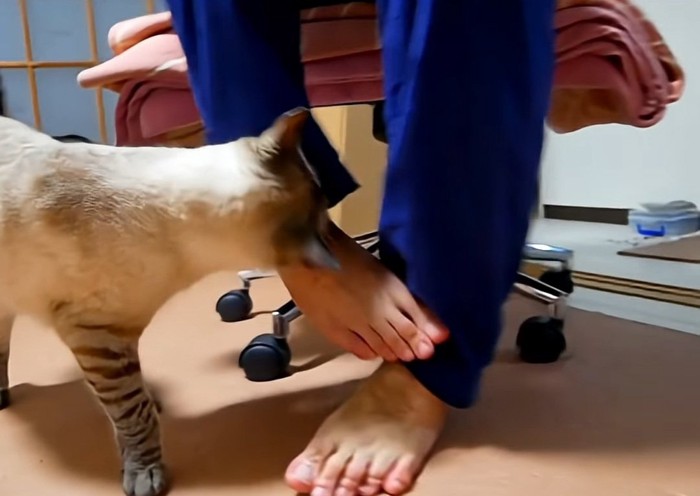 飼い主を噛む猫