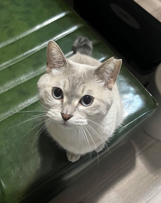 見上げる猫