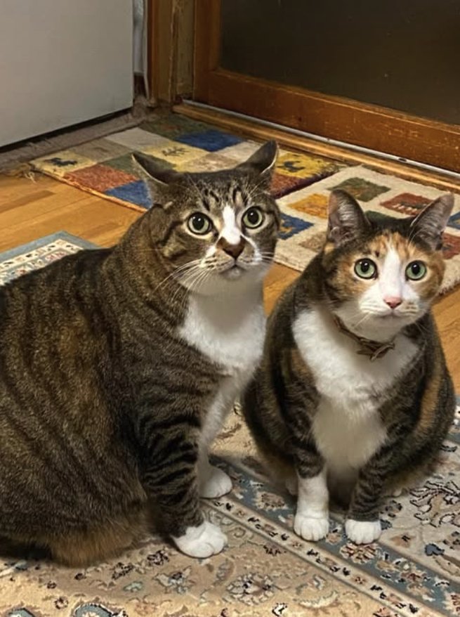 並んでお座りしている2匹の猫