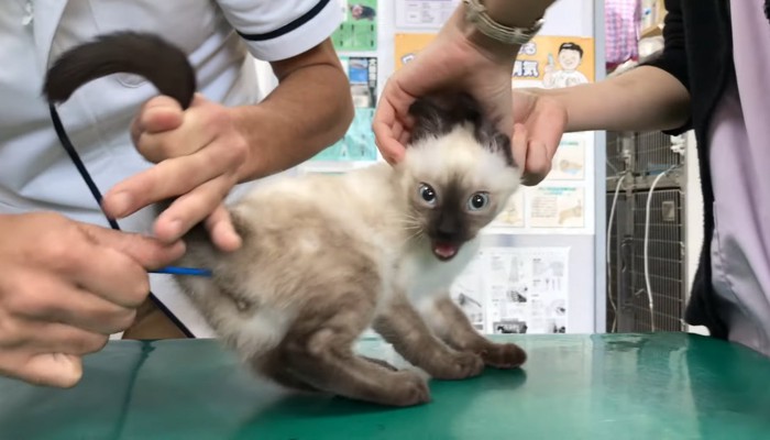 絶叫するよもぎくん