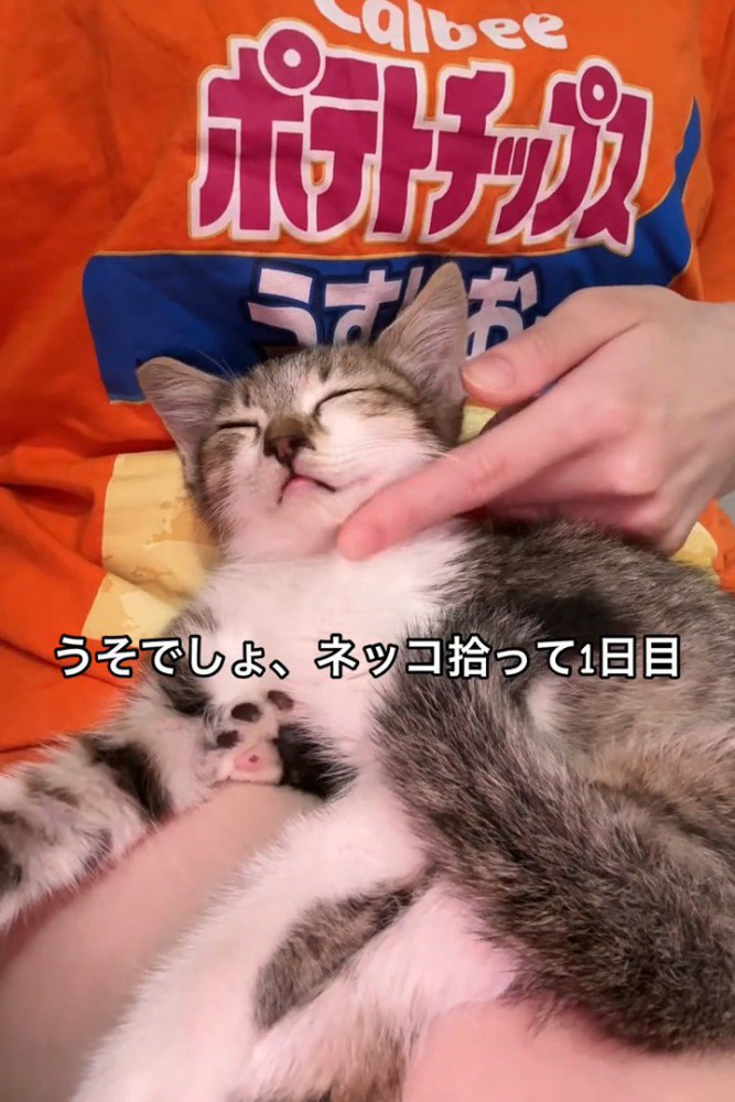 抱っこされ寝ている子猫